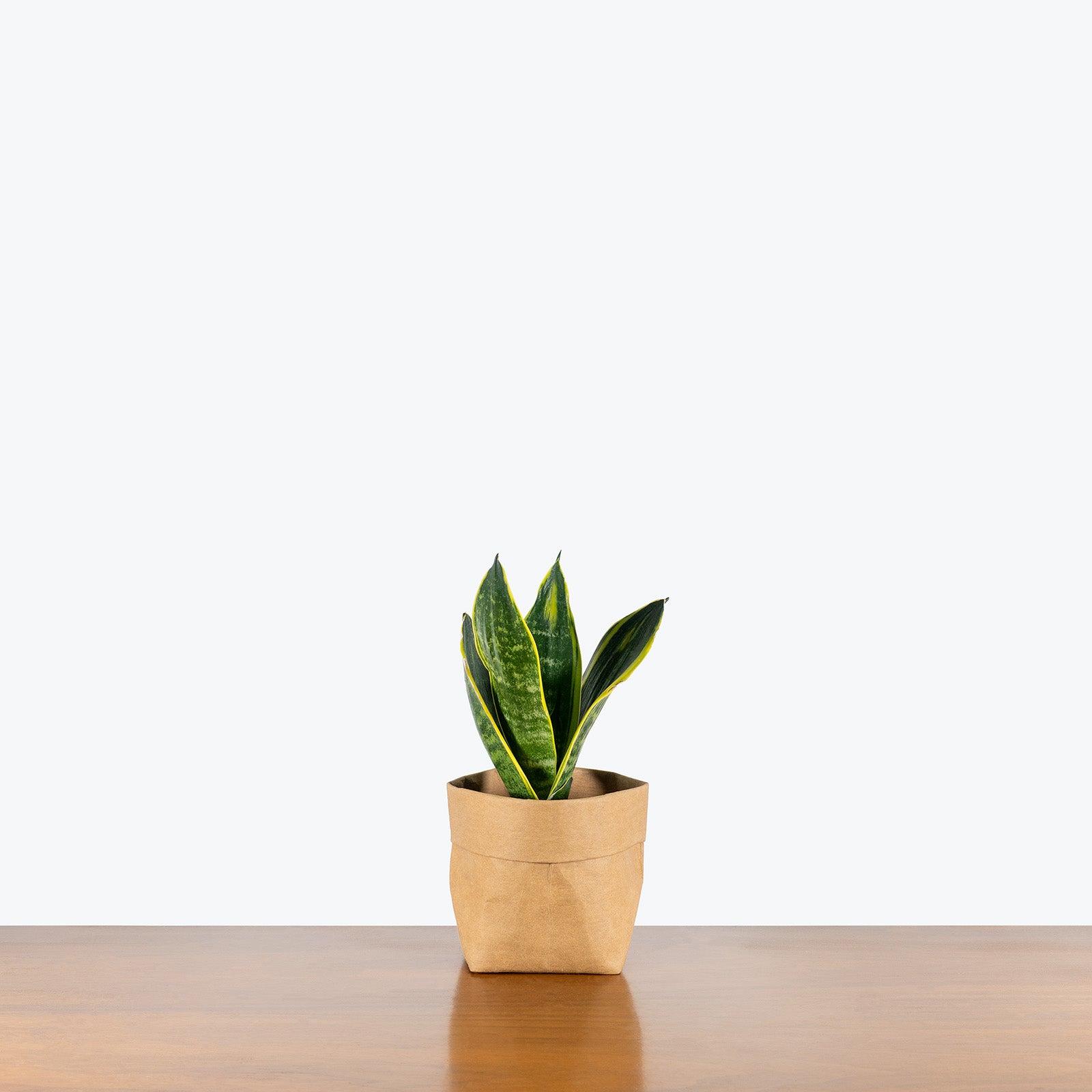 Sansevieria Golden Flame | Snake Plant | Care Guide and Pro Tips - Delivery from Toronto across Canada - JOMO Studio