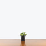 Sansevieria Himalayan White — 4" Pot