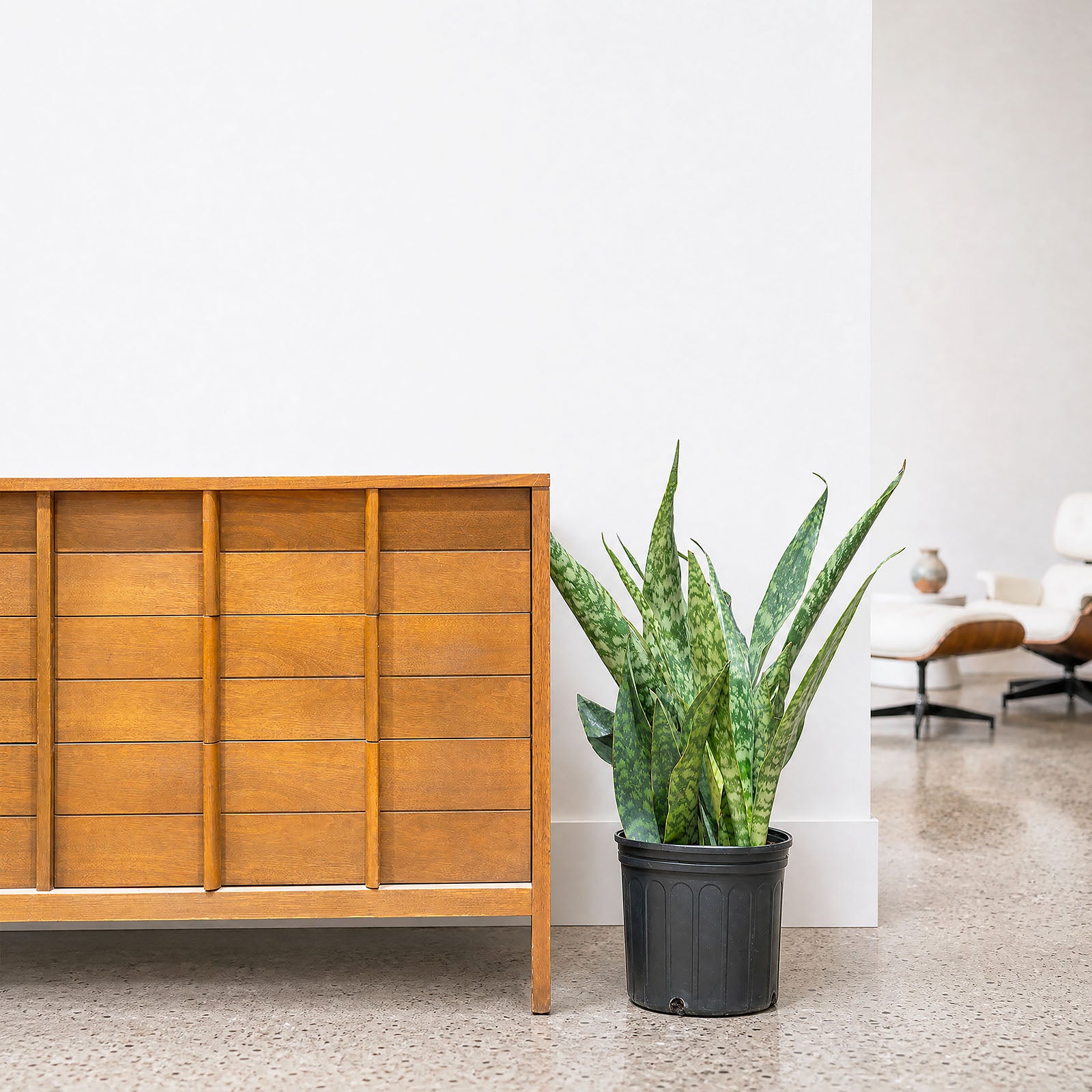 Sansevieria Jaboa | Snake Plant | Care Guide and Pro Tips - Delivery from Toronto across Canada - JOMO Studio