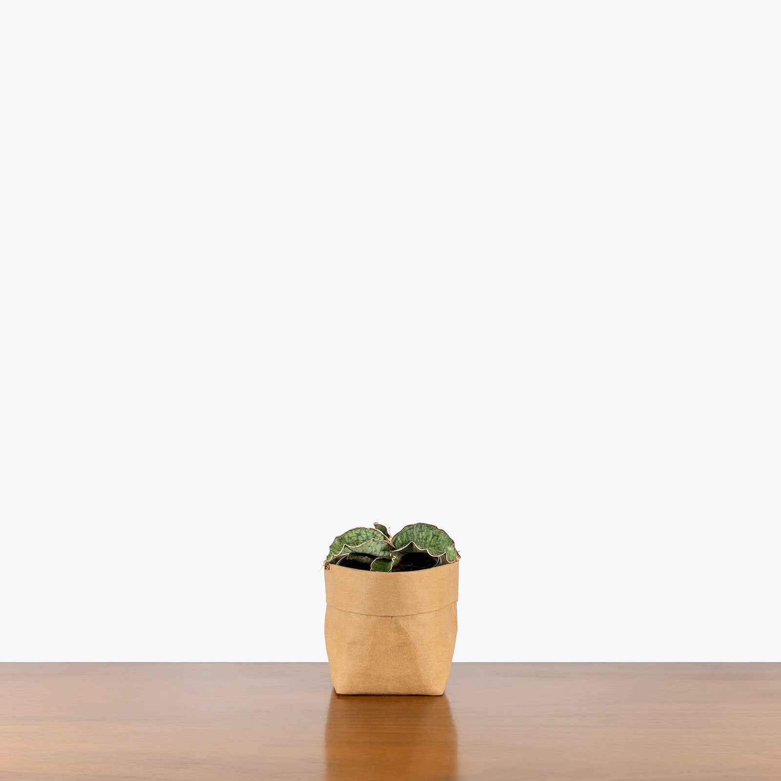 Sansevieria Kirkii Silver Blue | Snake Plant | Care Guide and Pro Tips - Delivery from Toronto across Canada - JOMO Studio