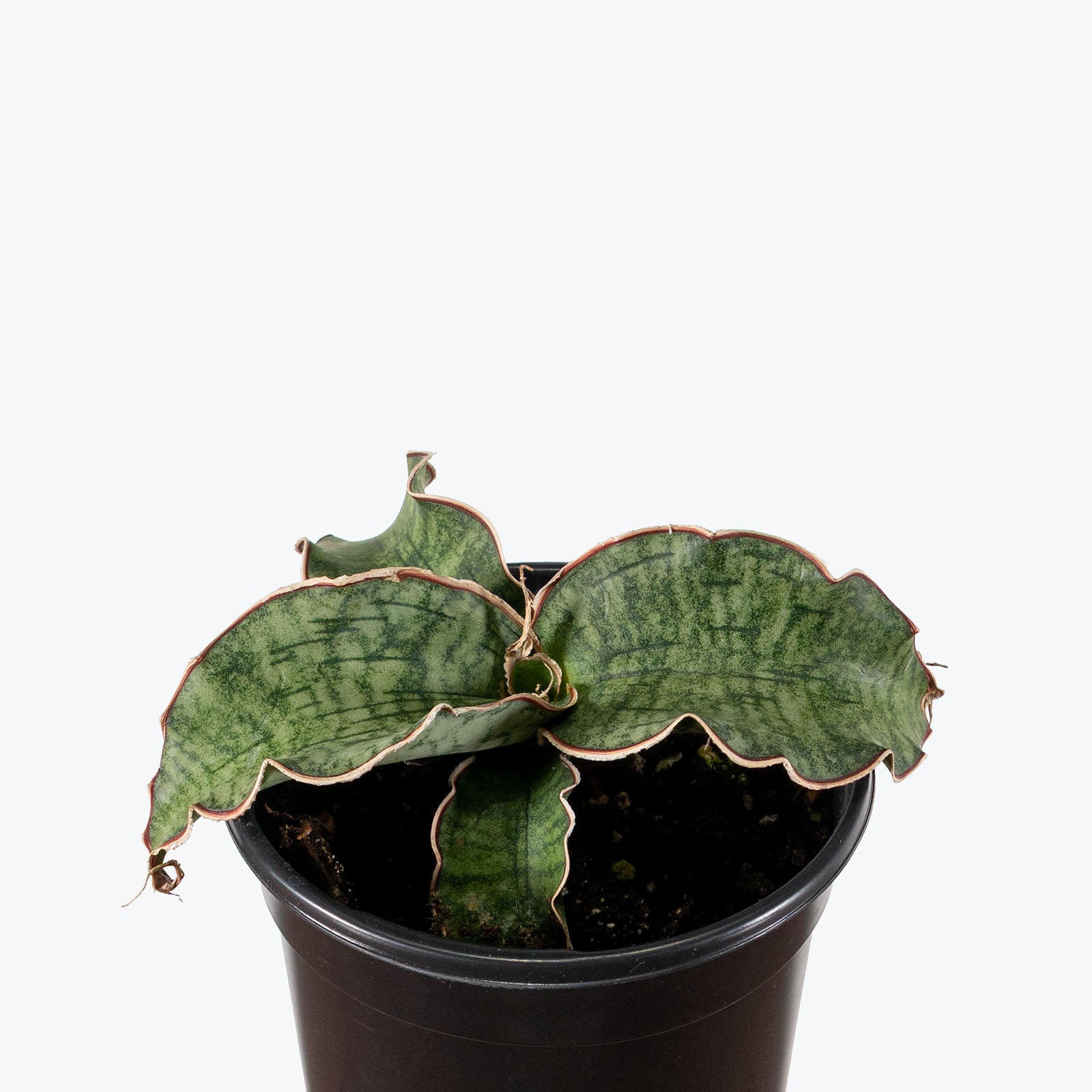Sansevieria Kirkii Silver Blue | Snake Plant | Care Guide and Pro Tips - Delivery from Toronto across Canada - JOMO Studio