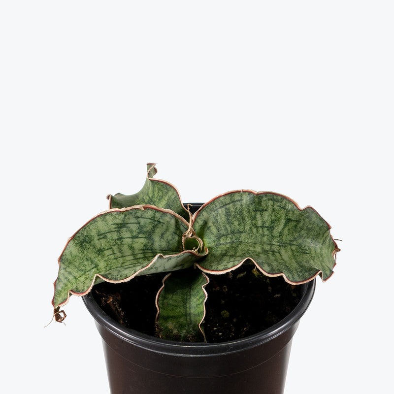 Sansevieria Kirkii Silver Blue | Snake Plant | Care Guide and Pro Tips - Delivery from Toronto across Canada - JOMO Studio