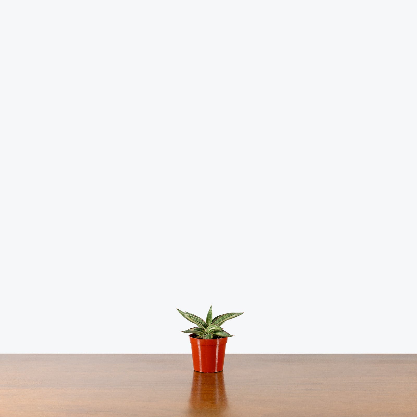 Sansevieria Lavranos Blue Clone Variegated | Low Light Plants & Houseplants for Delivery | Care Guide and Pro Tips