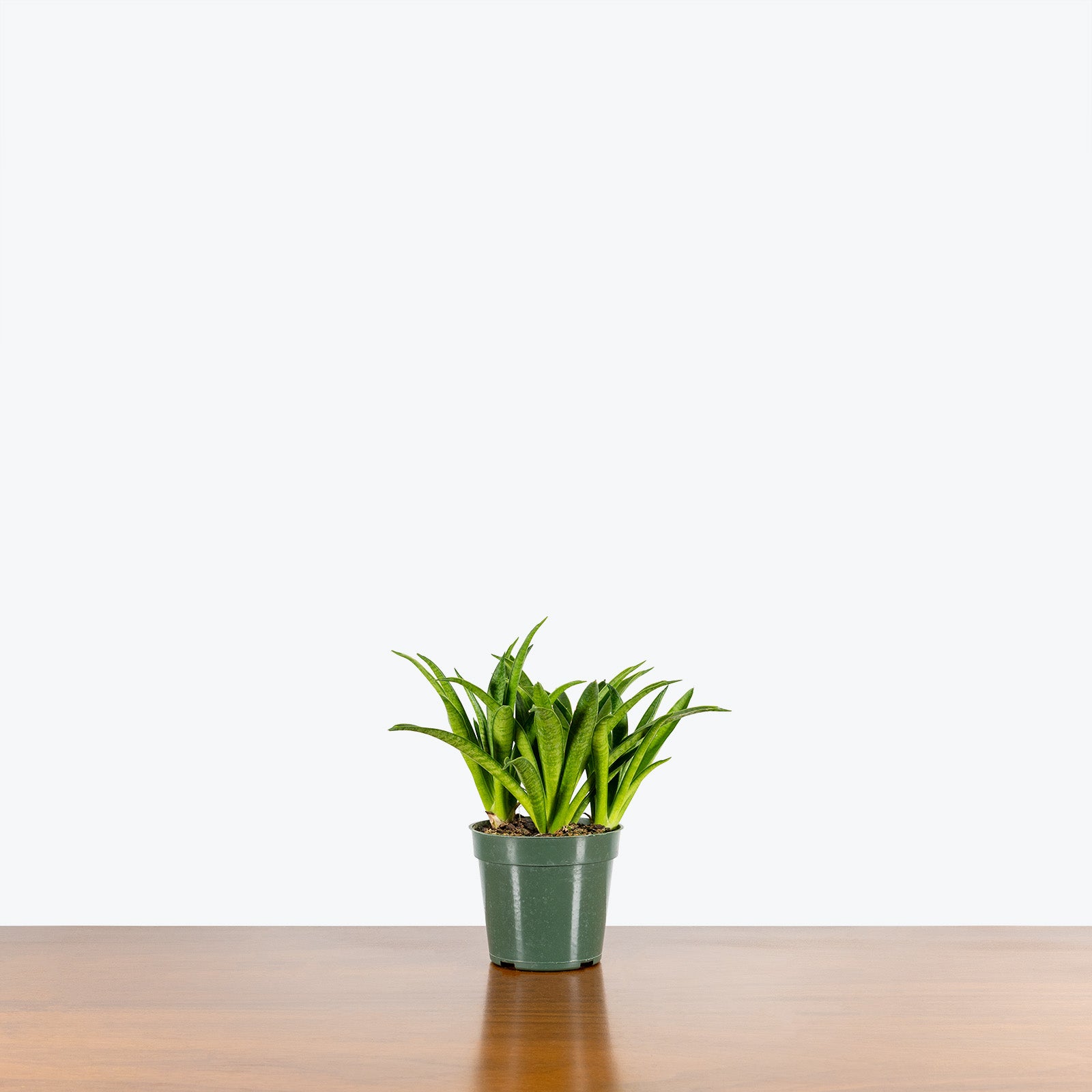 Sansevieria Lilliput | Snake Plant | Care Guide and Pro Tips - Delivery from Toronto across Canada - JOMO Studio