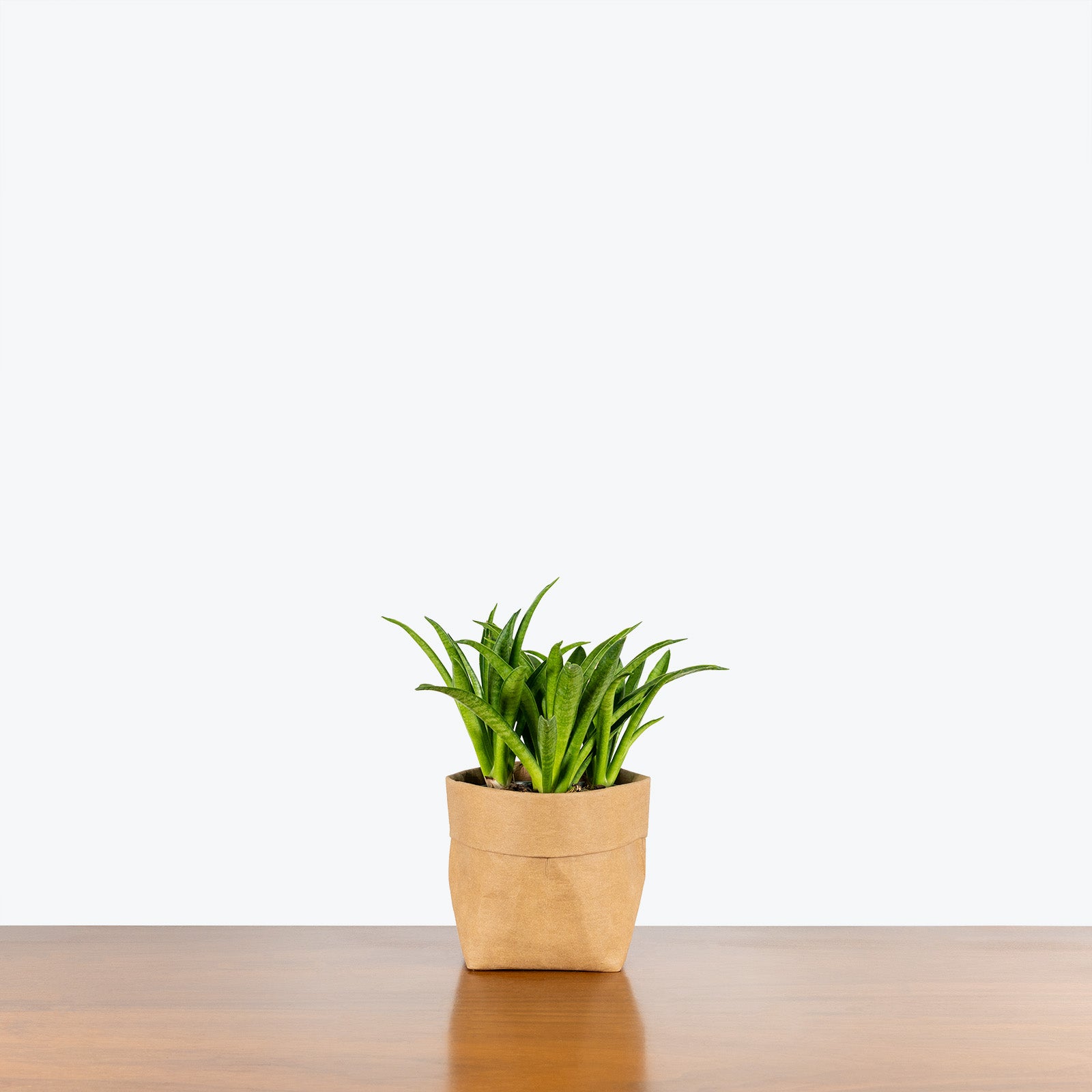 Sansevieria Lilliput | Snake Plant | Care Guide and Pro Tips - Delivery from Toronto across Canada - JOMO Studio
