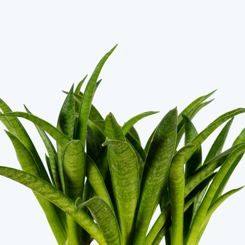 Sansevieria Lilliput | Snake Plant | Care Guide and Pro Tips - Delivery from Toronto across Canada - JOMO Studio