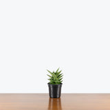 Sansevieria Pagoda Dark — 4" Pot