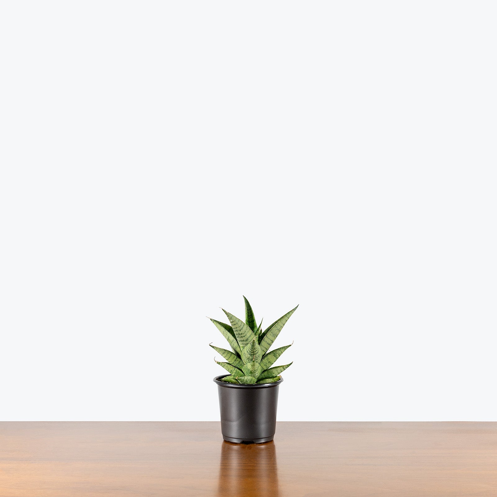 Sansevieria Piano | Snake Plant | Care Guide and Pro Tips - Delivery from Toronto across Canada - JOMO Studio