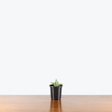 Sansevieria Pinguicula — 4" Pot