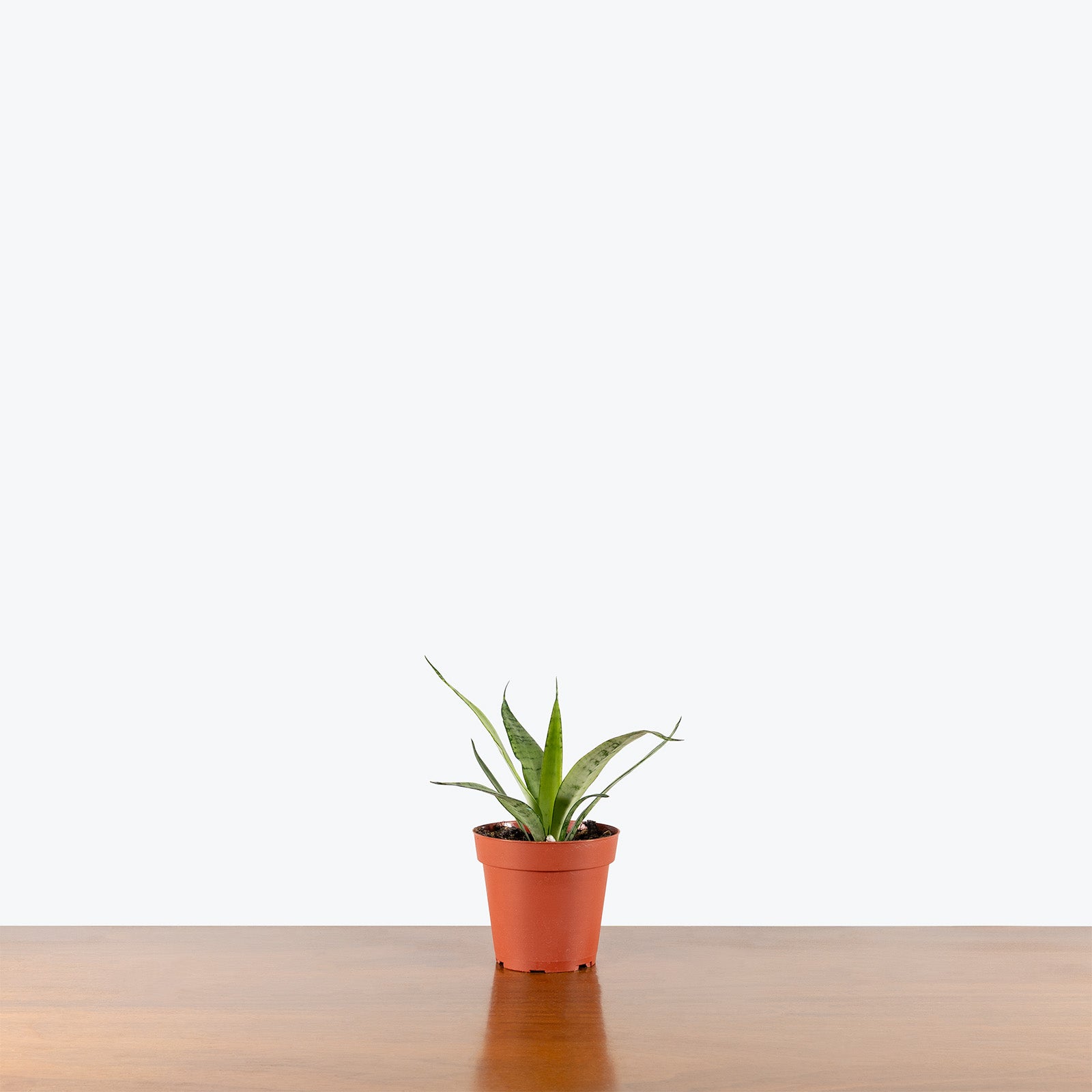 Sansevieria Silver Princess | Snake Plant | Care Guide and Pro Tips - Delivery from Toronto across Canada - JOMO Studio