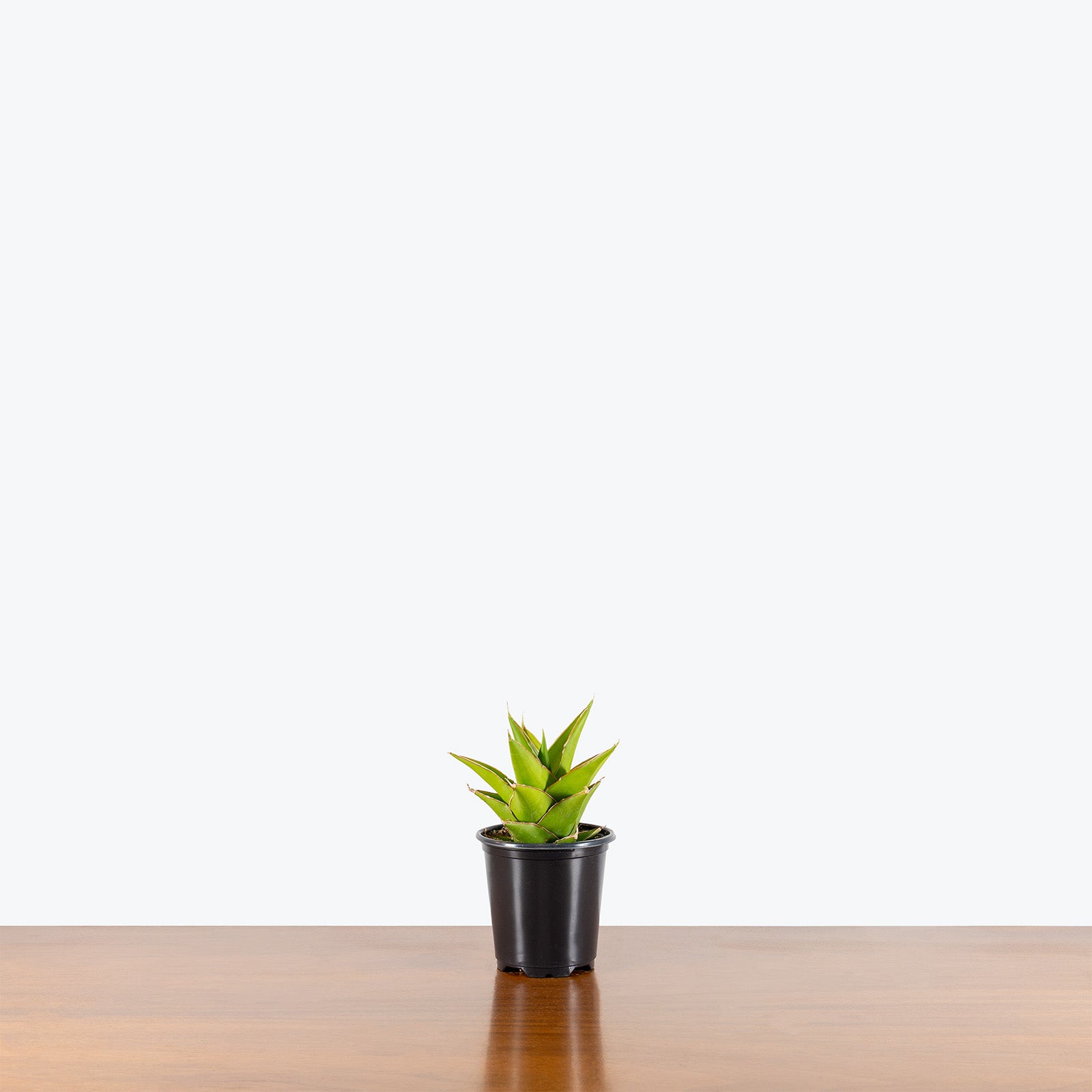 Sansevieria Tower Green | Low Light Plants & Houseplants for Delivery | Care Guide and Pro Tips