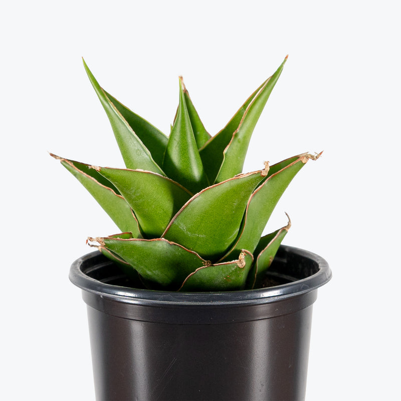 Sansevieria Tower Grey | Low Light Plants & Houseplants for Delivery | Care Guide and Pro Tips