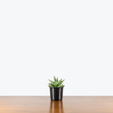 Sansevieria Yaya — 4" Pot