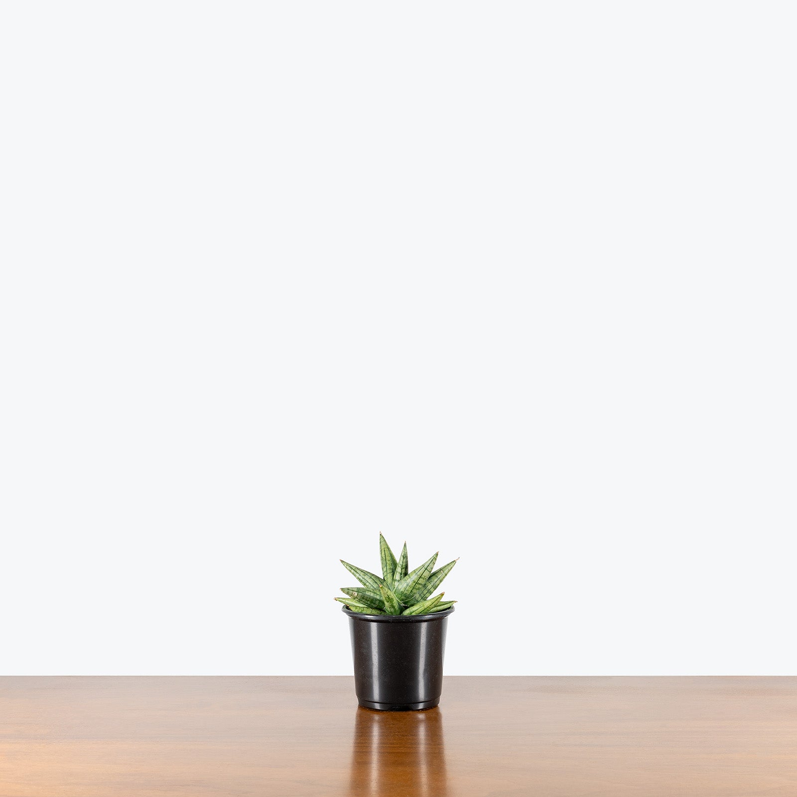 Sansevieria Yaya | Snake Plant | Care Guide and Pro Tips - Delivery from Toronto across Canada - JOMO Studio