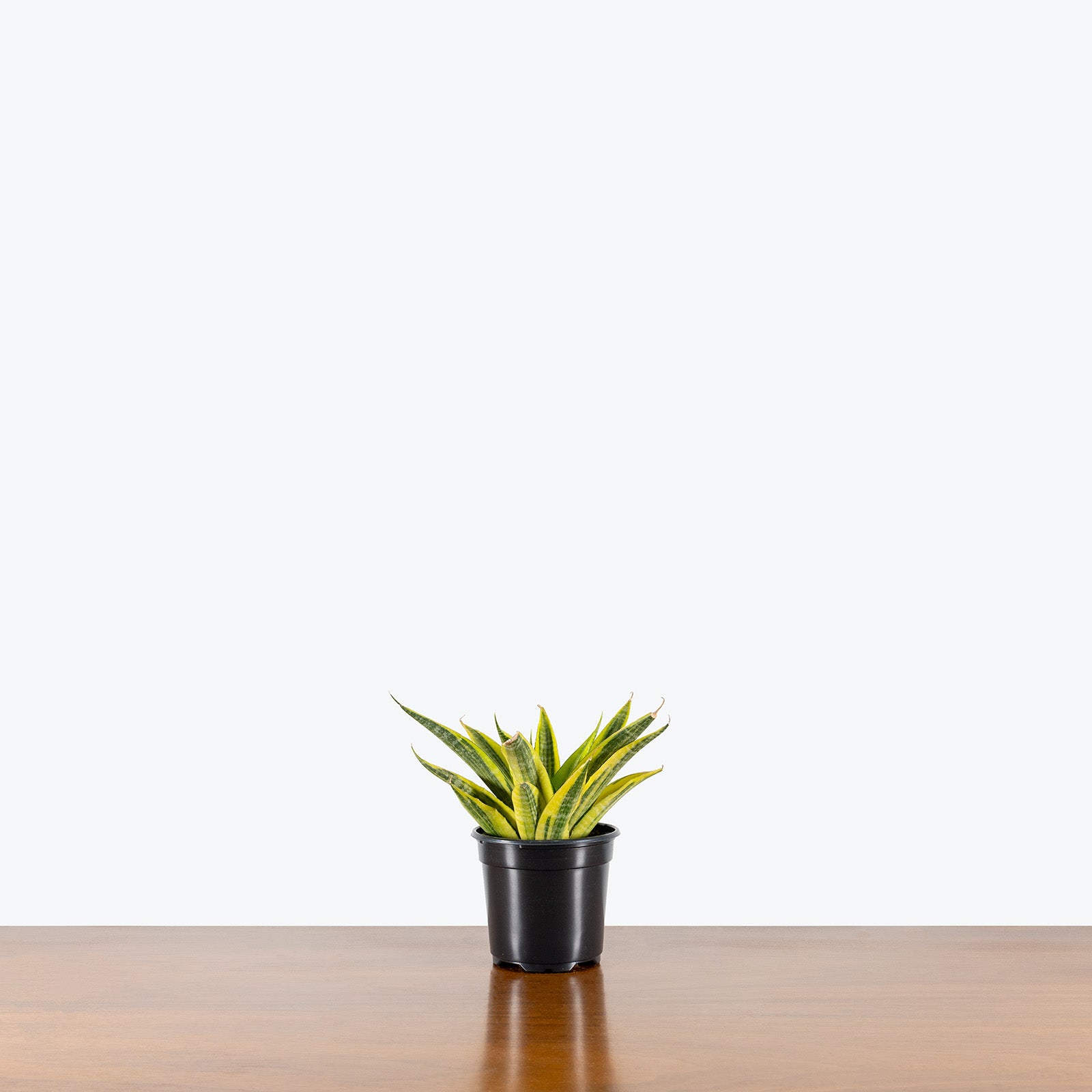 Sansevieria Yellow Flame | Snake Plant | Care Guide and Pro Tips - Delivery from Toronto across Canada - JOMO Studio