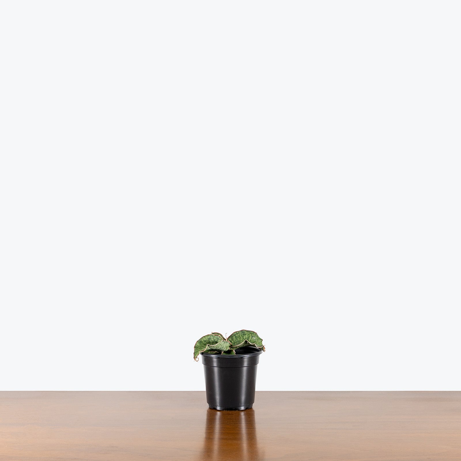 Sansevieria Kirkii Silver Blue | Snake Plant | Care Guide and Pro Tips - Delivery from Toronto across Canada - JOMO Studio