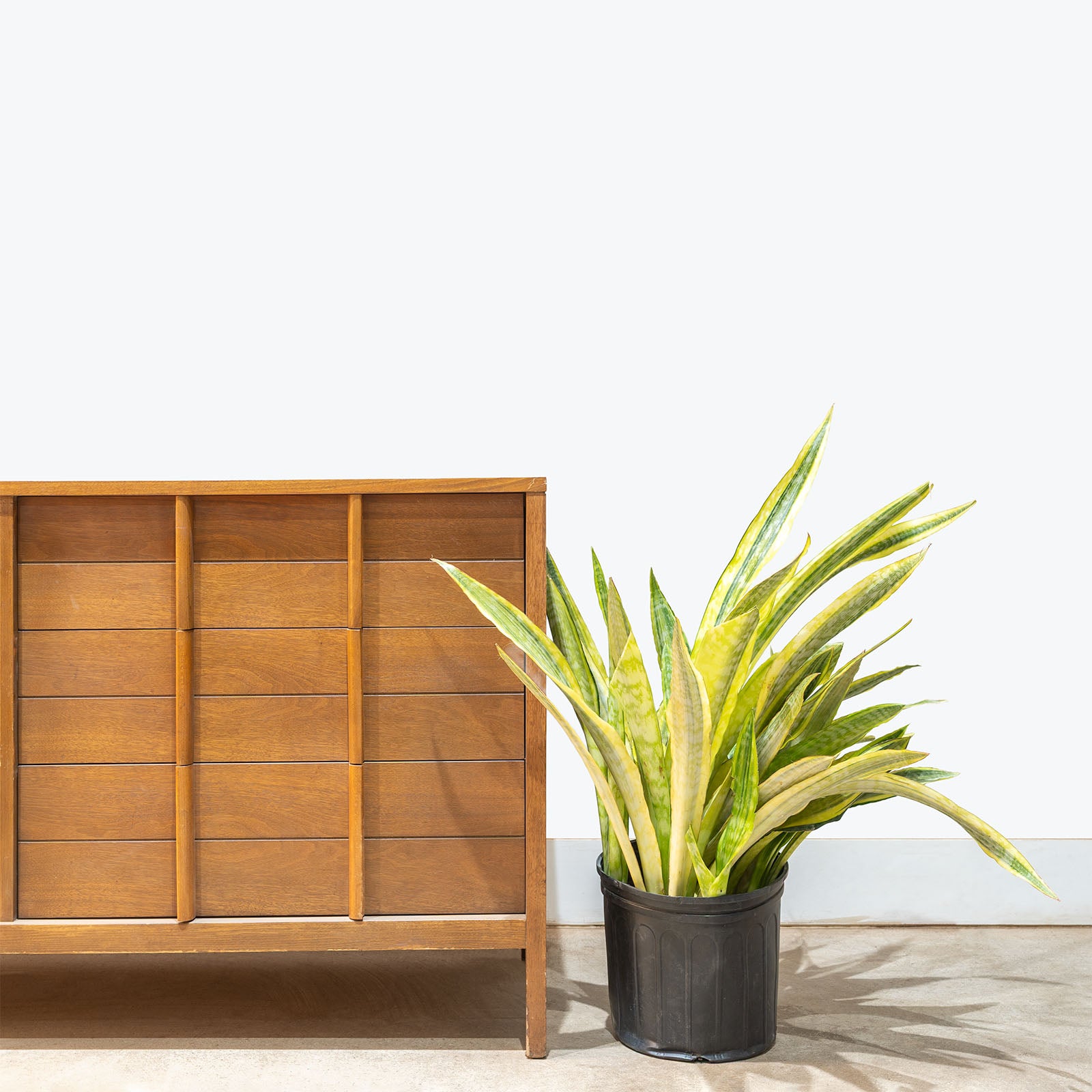 Sansevieria Lauren | Snake Plant | Care Guide and Pro Tips - Delivery from Toronto across Canada - JOMO Studio