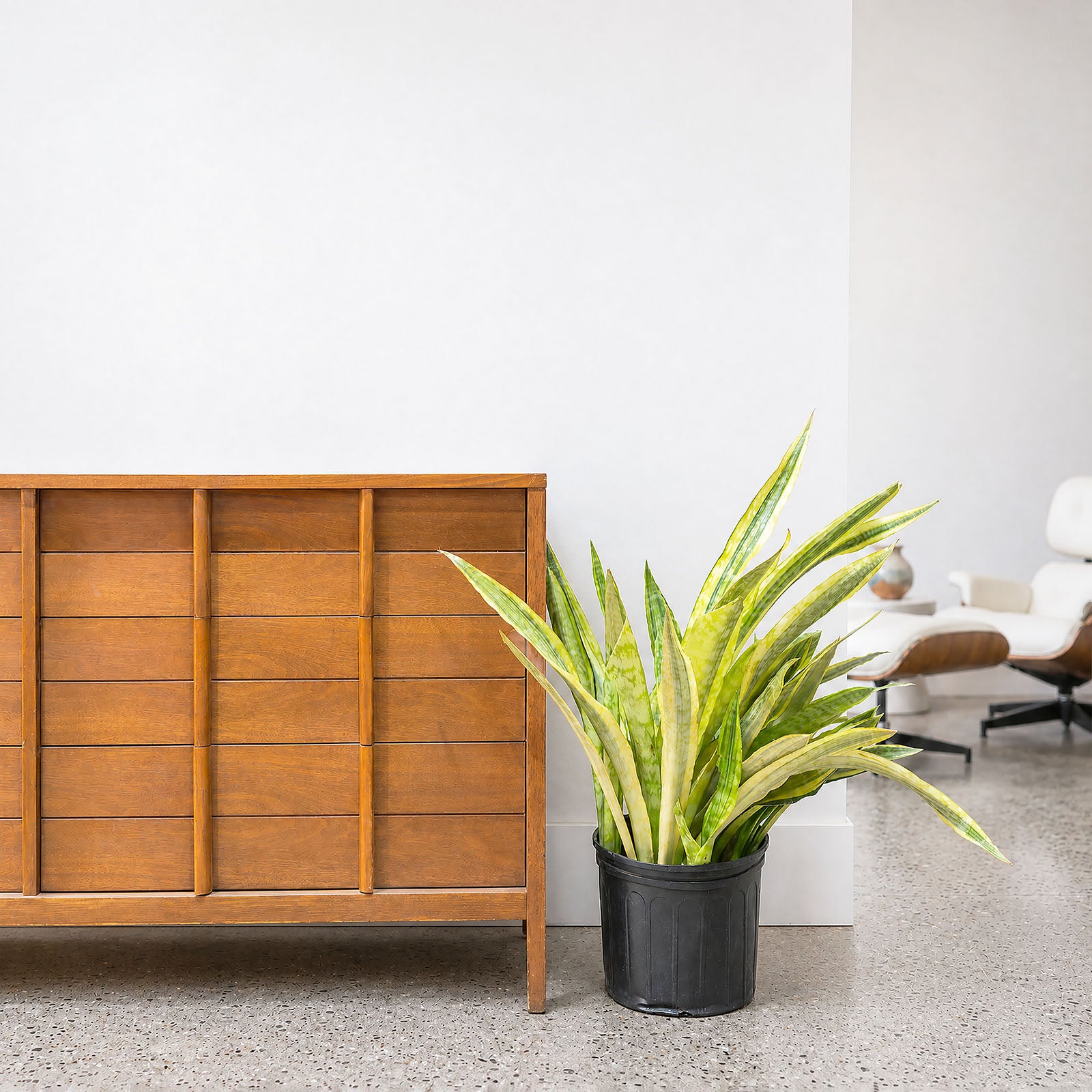 Sansevieria Lauren | Snake Plant | Care Guide and Pro Tips - Delivery from Toronto across Canada - JOMO Studio