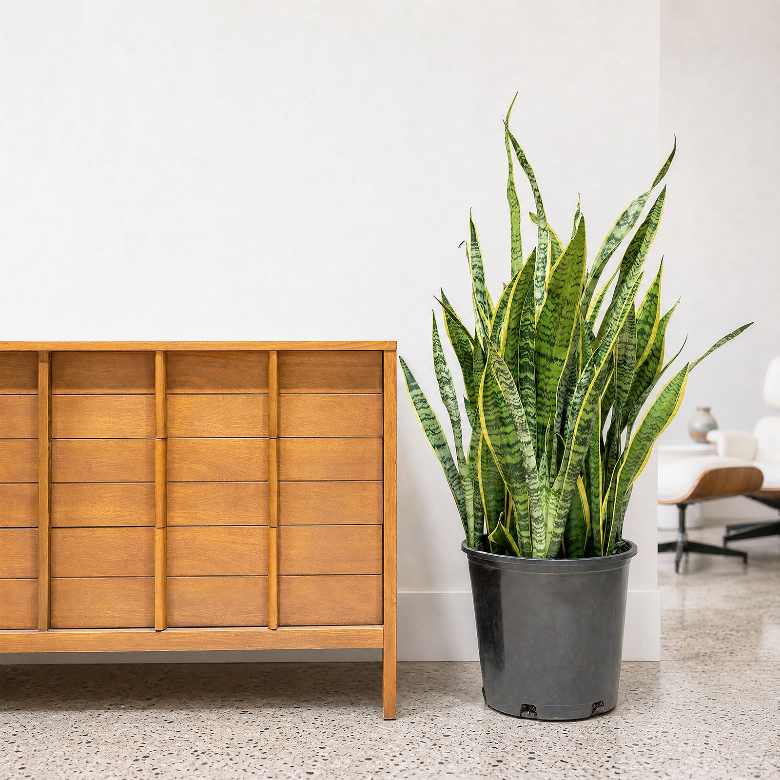 Sansevieria Laurentii Snake Plant - Top 10 Best Indoor House Plants for Your Home - House Plants Delivery Toronto - JOMO Studio