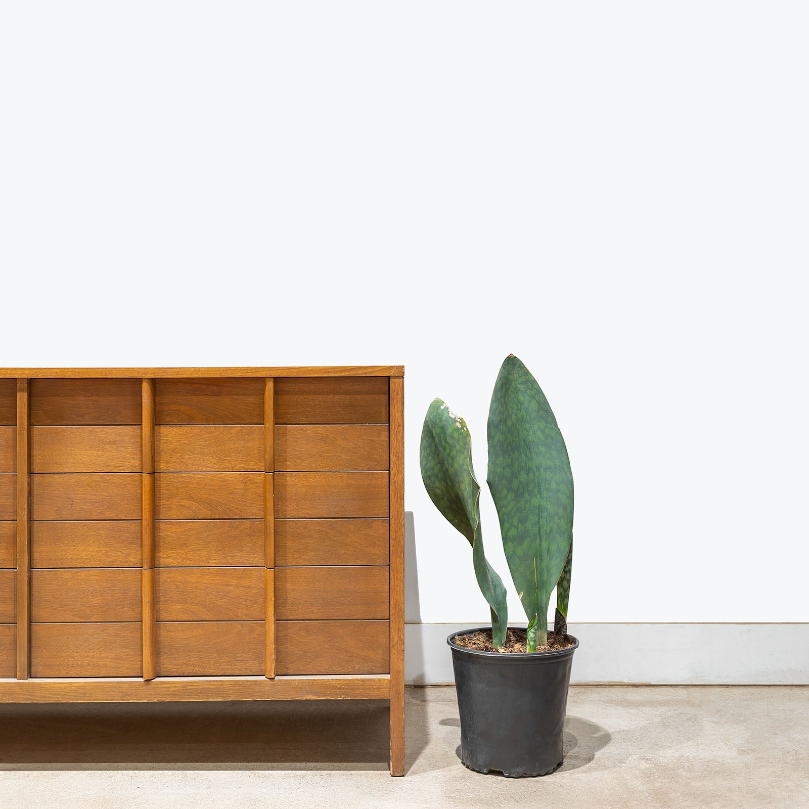 Sansevieria Masoniana | Whale Fin Snake Plant | Care Guide and Pro Tips - Delivery from Toronto across Canada - JOMO Studio