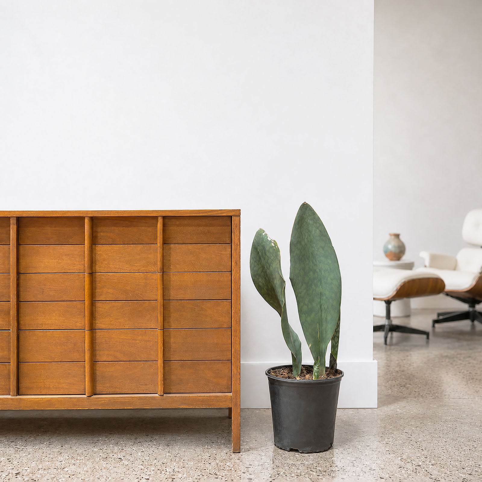 Sansevieria Masoniana | Whale Fin Snake Plant | Care Guide and Pro Tips - Delivery from Toronto across Canada - JOMO Studio