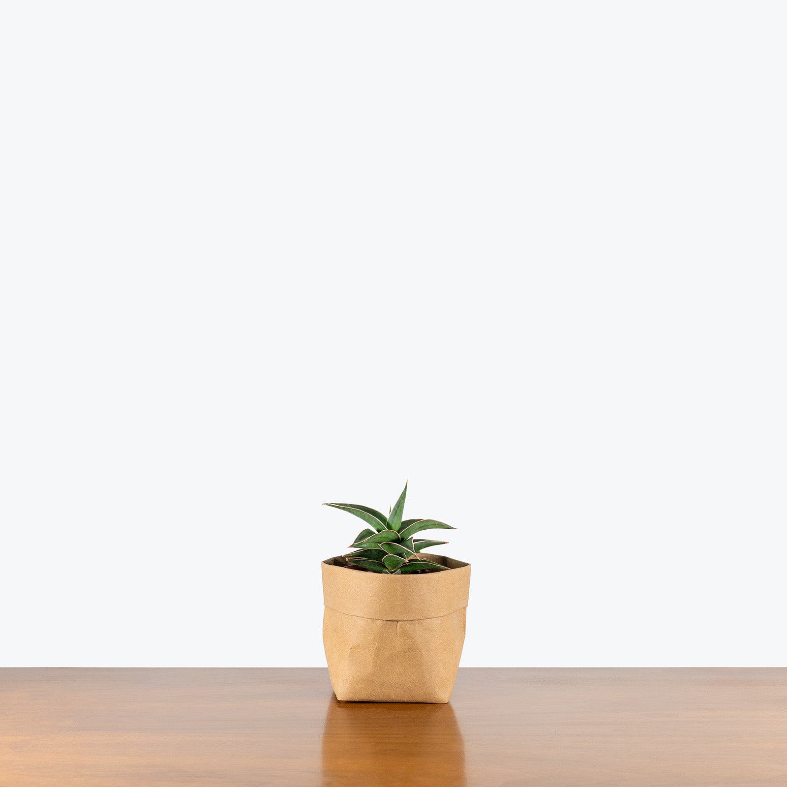 Sansevieria Samurai | Snake Plant | Care Guide and Pro Tips - Delivery from Toronto across Canada - JOMO Studio