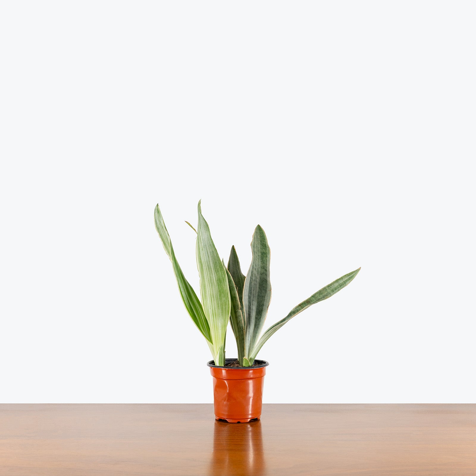 Sansevieria Sayuri | Snake Plant | Care Guide and Pro Tips - Delivery from Toronto across Canada - JOMO Studio