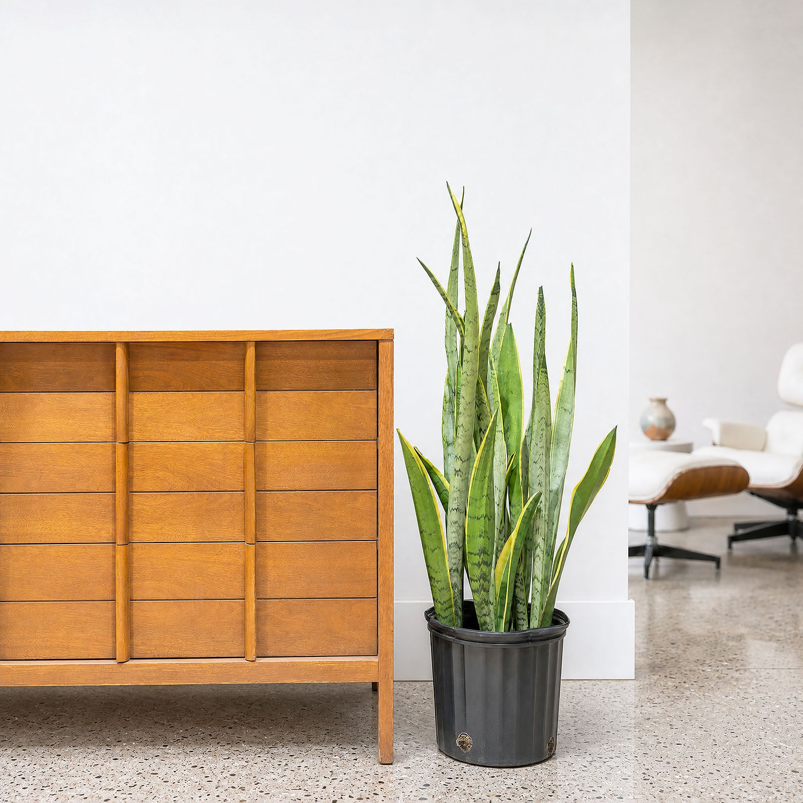 Sansevieria Silver Laurentii | Snake Plant | Care Guide and Pro Tips - Delivery from Toronto across Canada - JOMO Studio