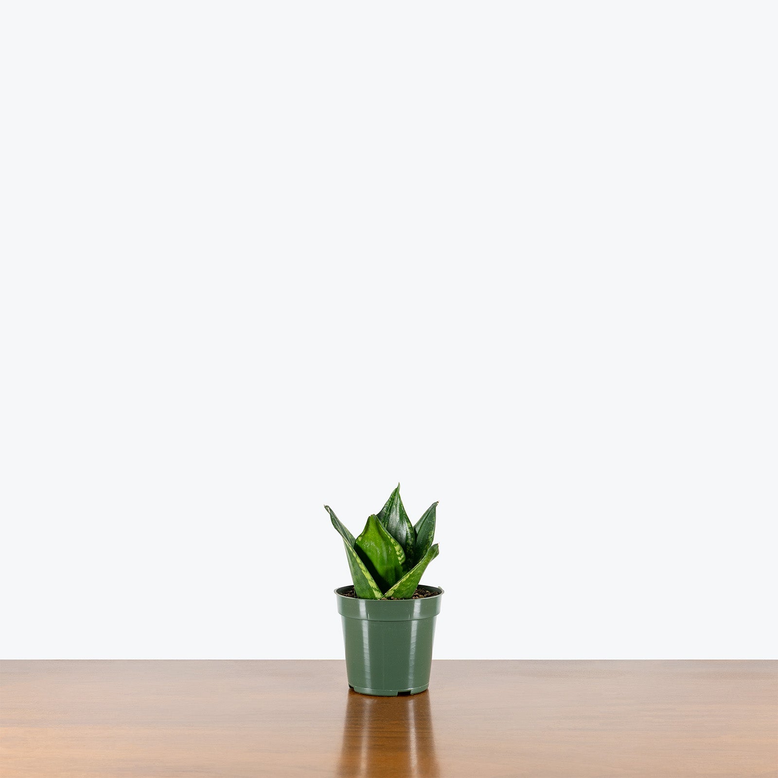 Sansevieria Whitney | Snake Plant | Care Guide and Pro Tips - Delivery from Toronto across Canada - JOMO Studio