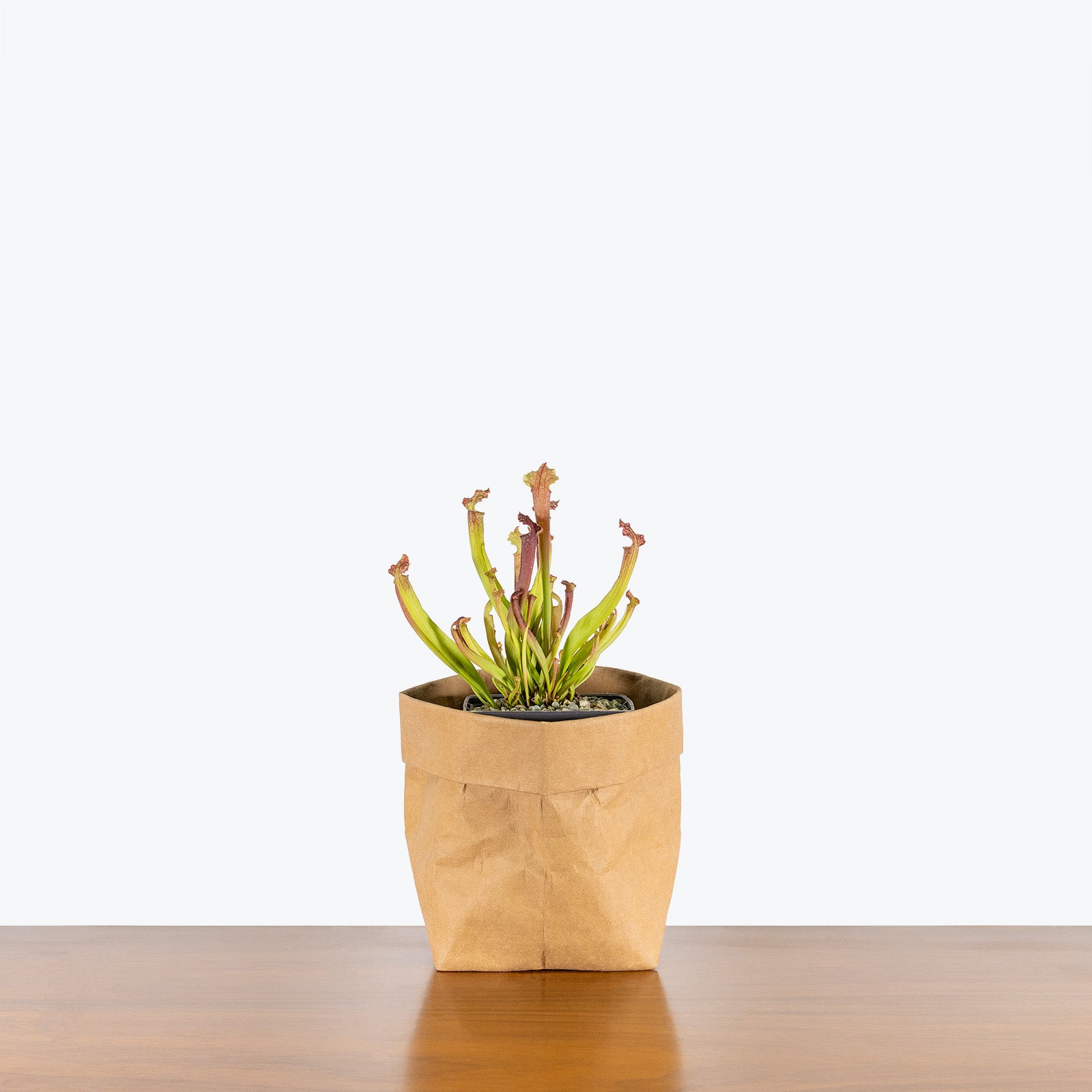 Sarracenia Farnhamii | Pitcher Plant | Care Guide and Pro Tips - Delivery from Toronto across Canada - JOMO Studio