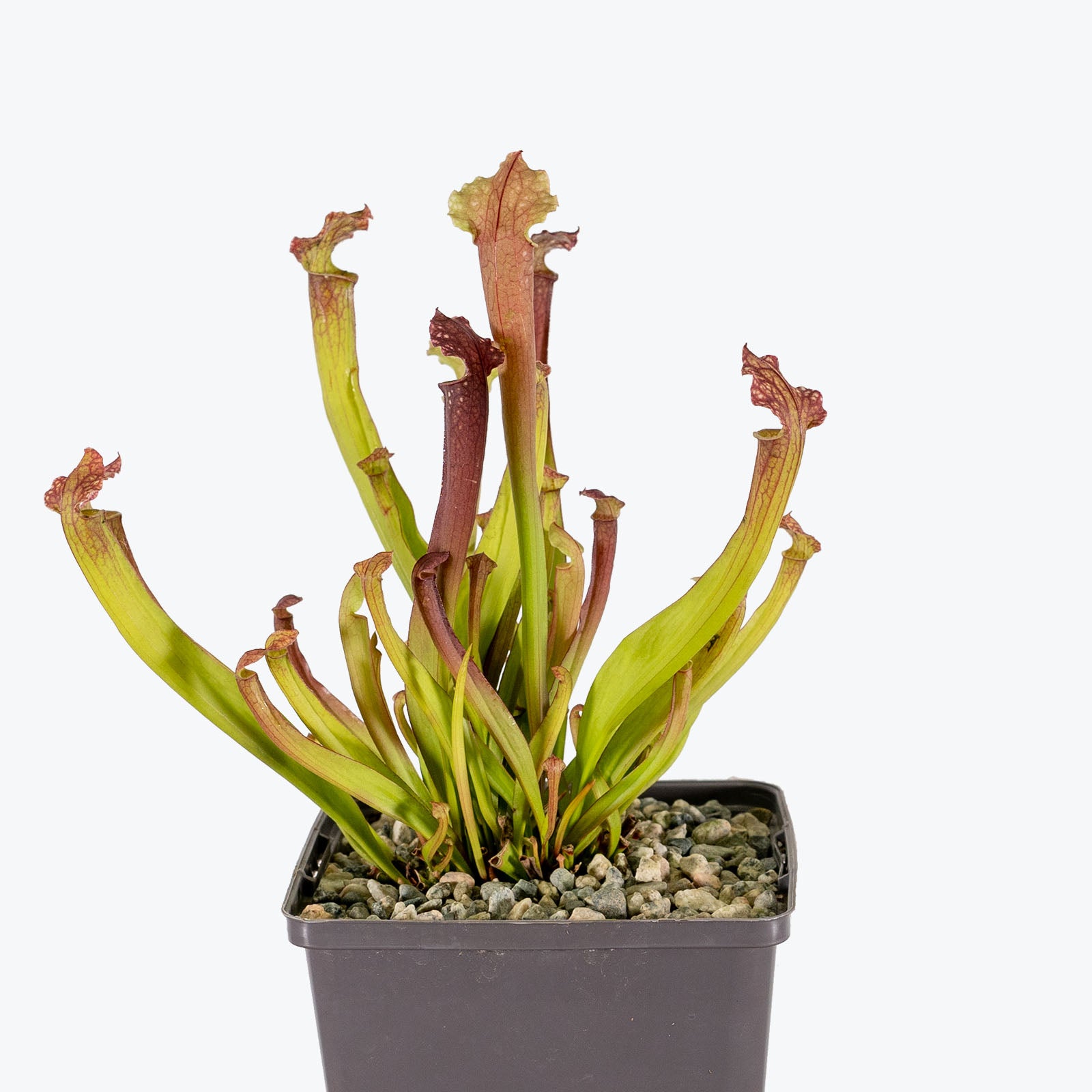 Sarracenia Farnhamii Pitcher Plant - House Plants Delivery Toronto - JOMO Studio