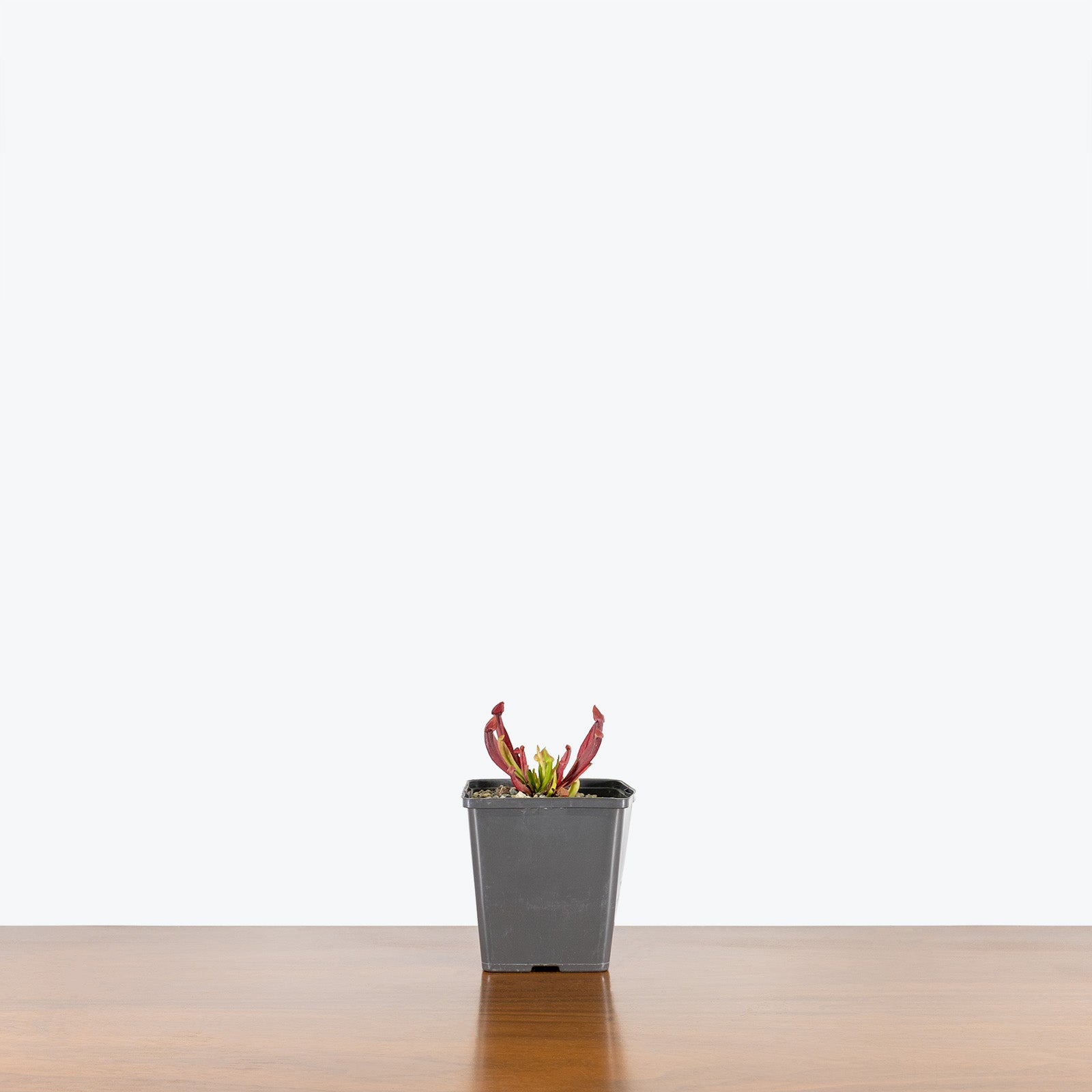 Sarracenia Maroon Pitcher Plant - House Plants Delivery Toronto - JOMO Studio