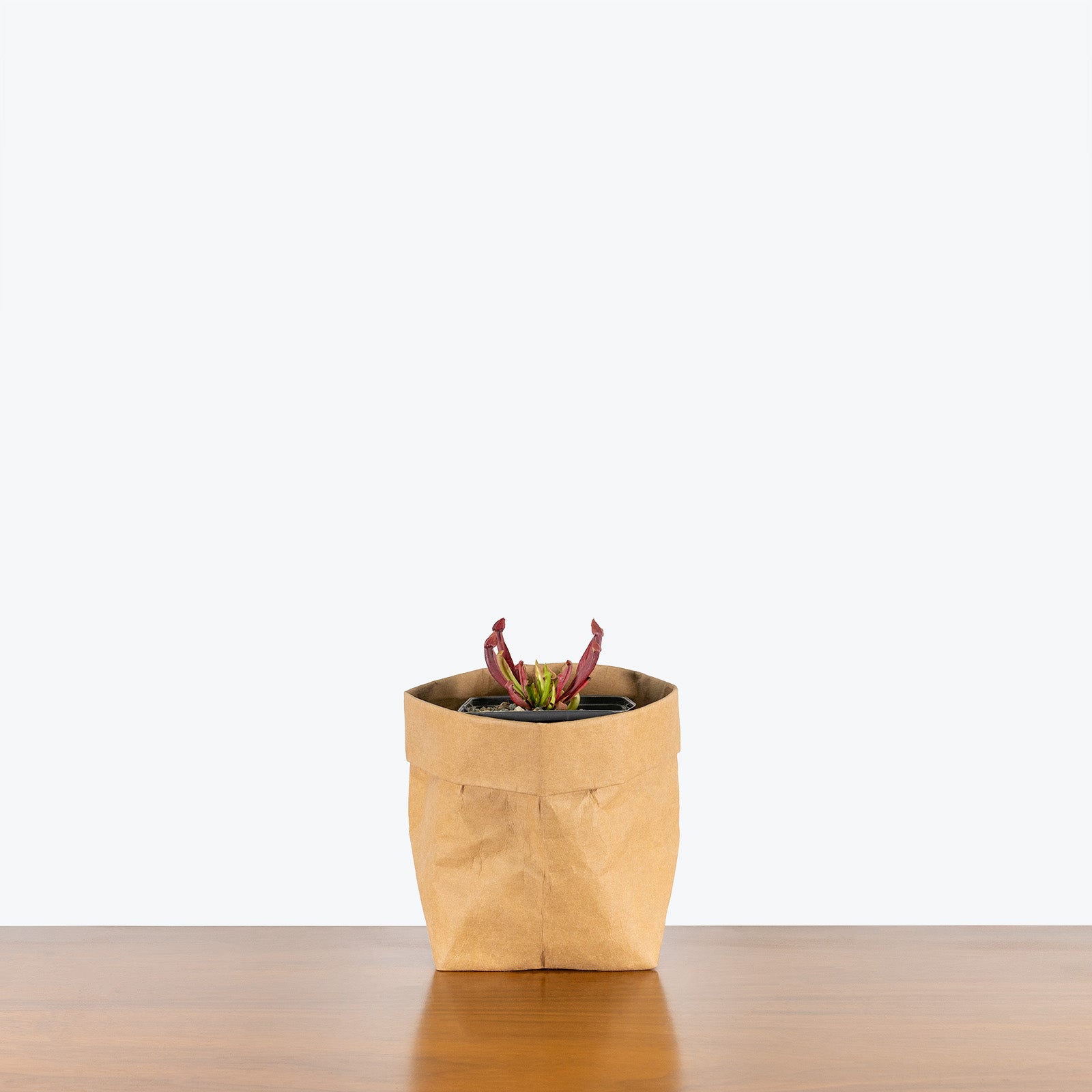 Sarracenia Maroon Pitcher Plant - House Plants Delivery Toronto - JOMO Studio