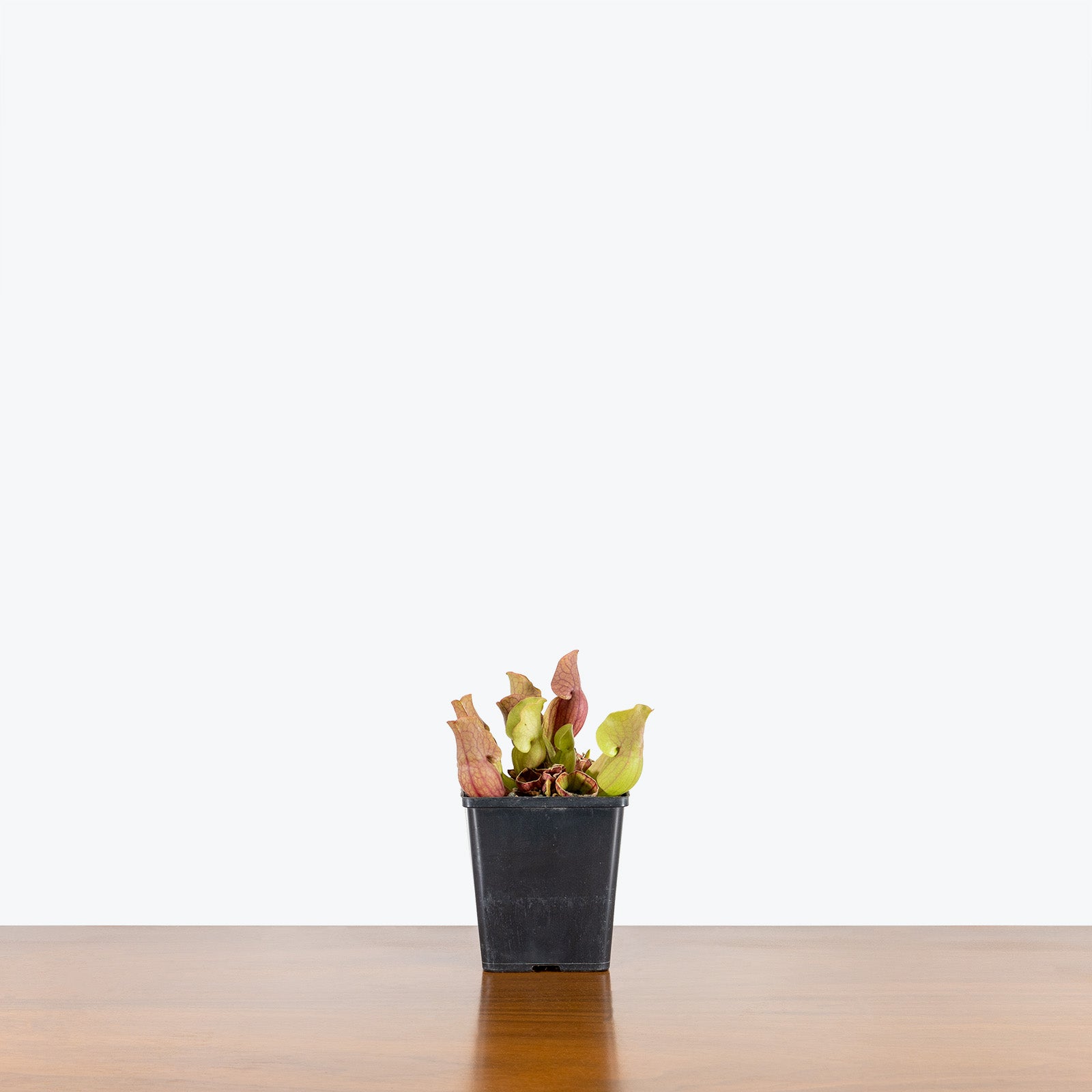 Sarracenia Purpurea Venosa | Purple Pitcher Plant | Care Guide and Pro Tips - Delivery from Toronto across Canada - JOMO Studio