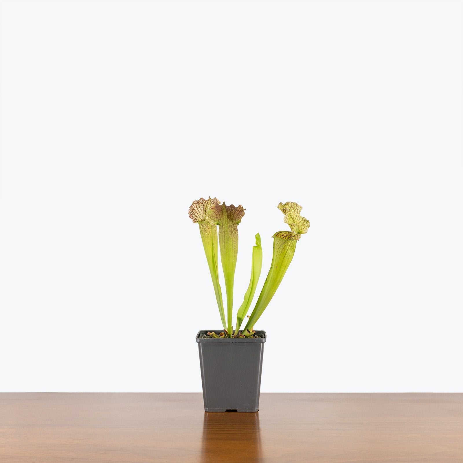 Sarracenia Velvet Pitcher Plant - House Plants Delivery Toronto - JOMO Studio