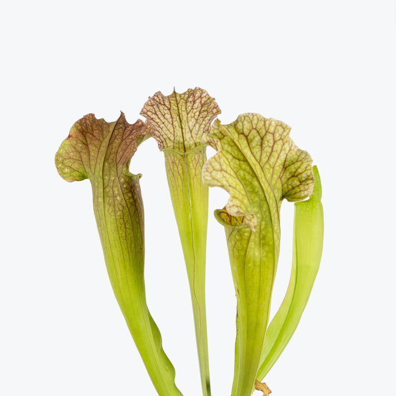 Sarracenia Velvet Pitcher Plant - House Plants Delivery Toronto - JOMO Studio