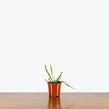 Sarracenia Farnhamii — 4" Pot