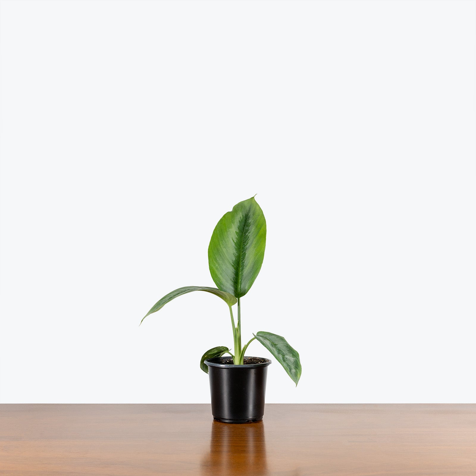 Schismatoglottis Silver Borneo - House Plants Delivery Toronto - JOMO Studio