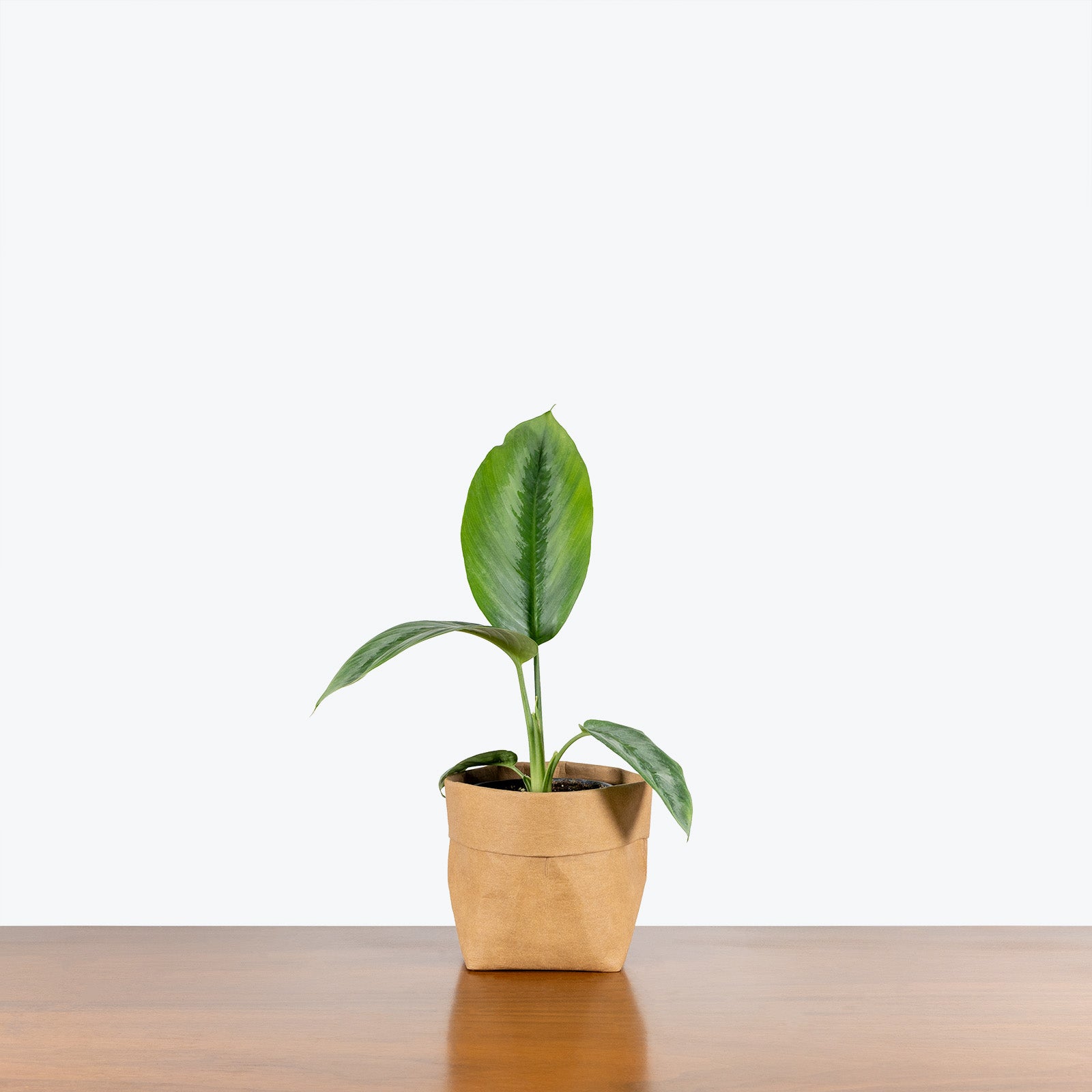 Schismatoglottis Silver Borneo - House Plants Delivery Toronto - JOMO Studio