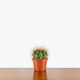 Schwarz's Barrel Cactus — 6" Pot