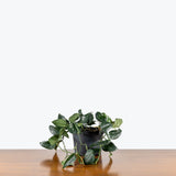 Scindapsus Black Splash — 6" Pot