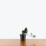 Scindapsus Treubii Dark Form — 4" Pot