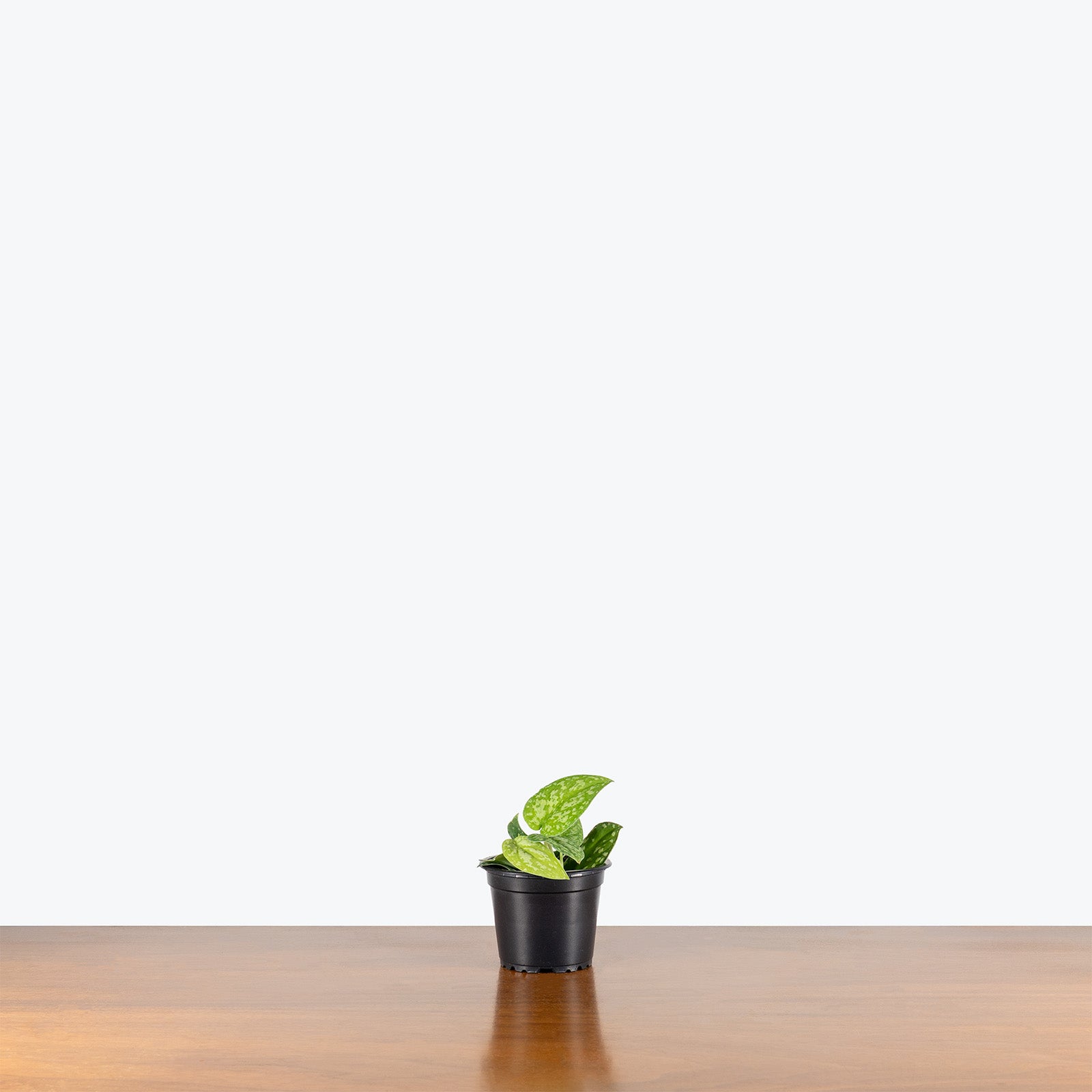 Scindapsus Tricolor Borneo | Care Guide and Pro Tips - Delivery from Toronto across Canada - JOMO Studio