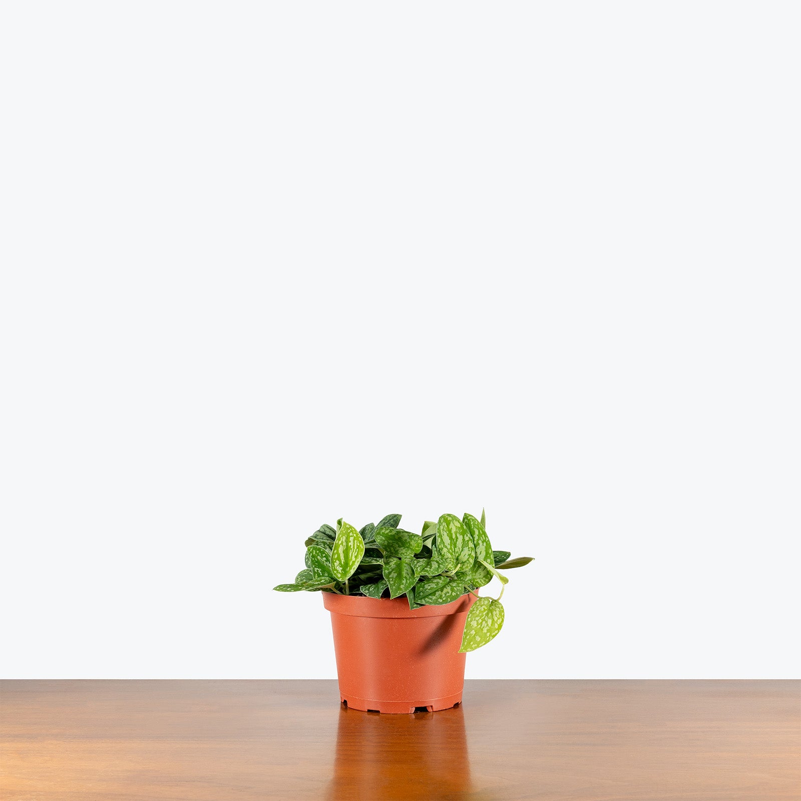 Scindapsus Tricolor Borneo | Care Guide and Pro Tips - Delivery from Toronto across Canada - JOMO Studio