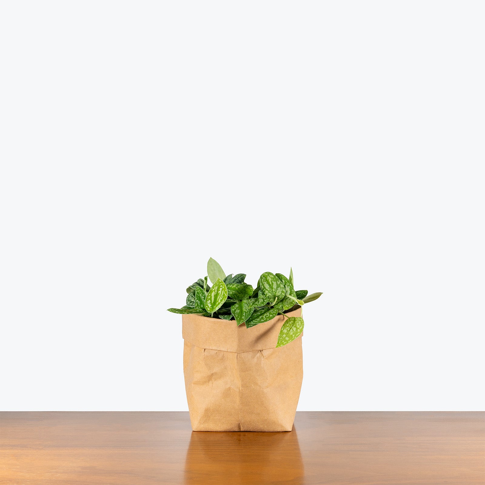 Scindapsus Tricolor Borneo | Care Guide and Pro Tips - Delivery from Toronto across Canada - JOMO Studio