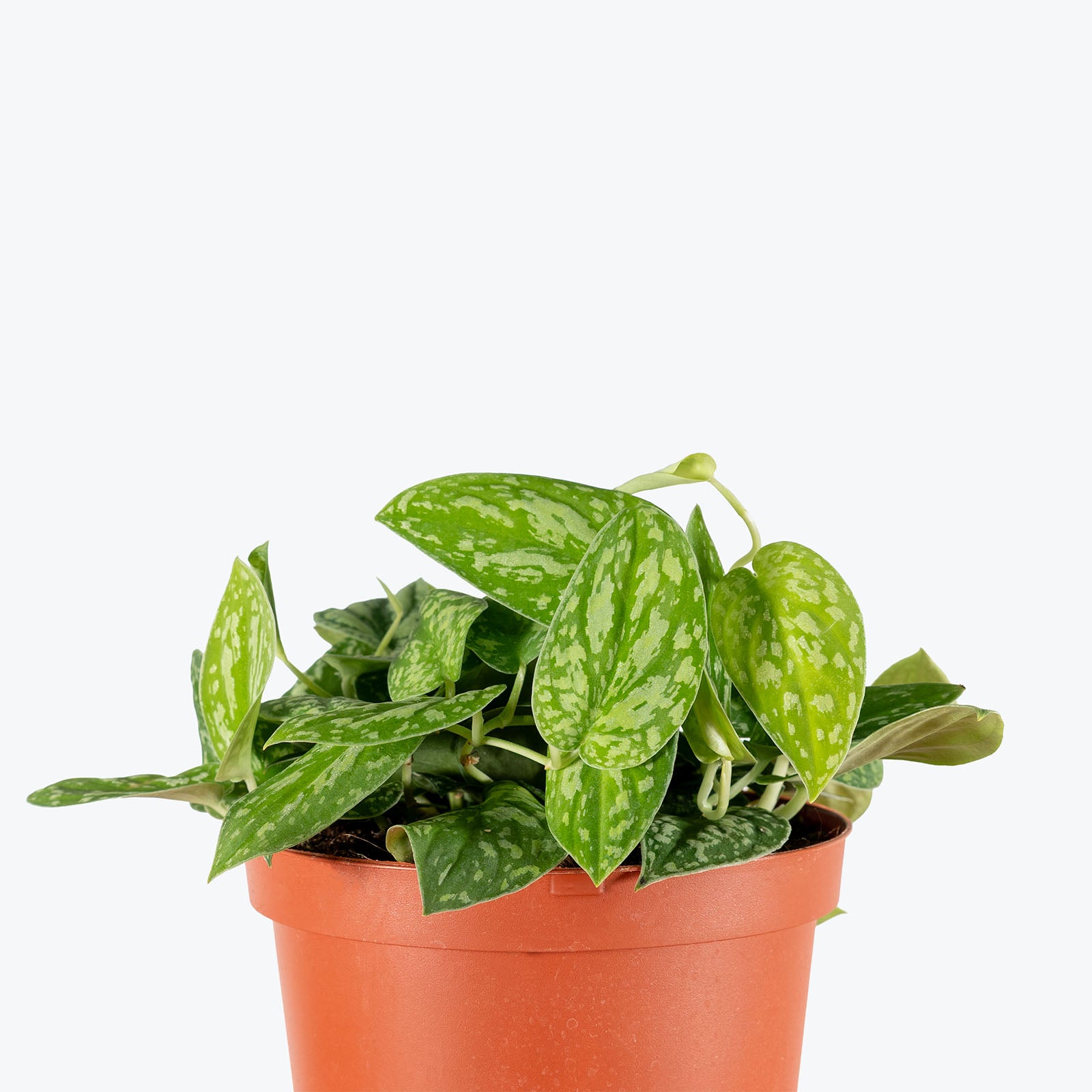 Scindapsus Tricolor Borneo | Care Guide and Pro Tips - Delivery from Toronto across Canada - JOMO Studio