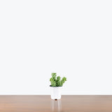 Sedum Burrito — 4" Pot (smaller than picture)