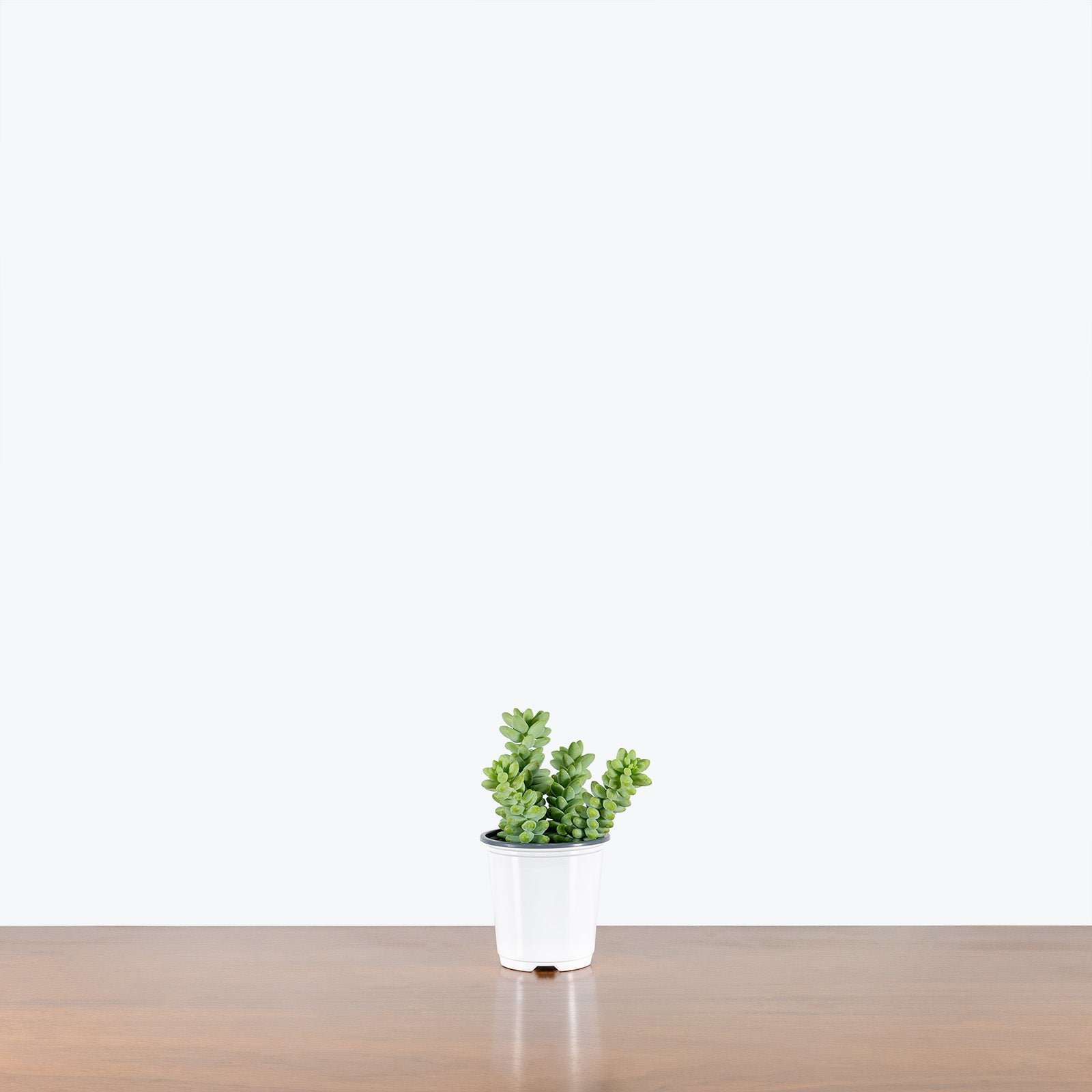 Sedum Burrito - Burro’s Tail - House Plants Delivery Toronto - JOMO Studio