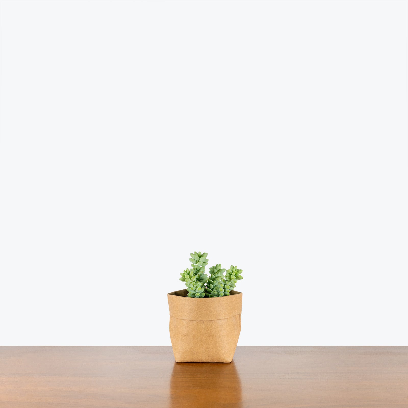 Sedum Burrito | Burro’s Tail | Care Guide and Pro Tips - Delivery from Toronto across Canada - JOMO Studio