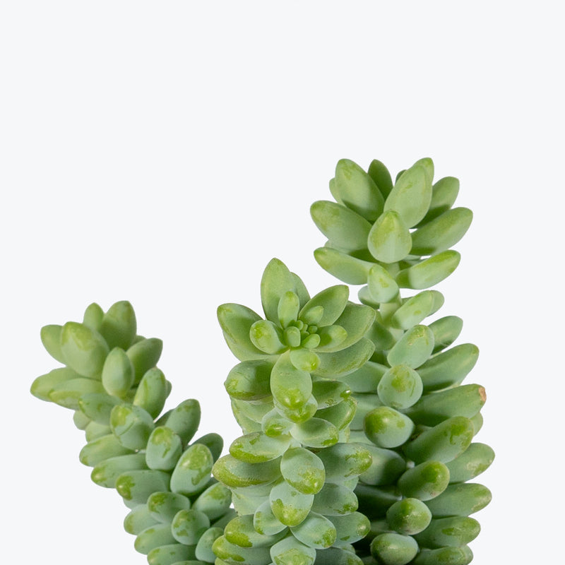 Sedum Burrito | Burro’s Tail | Care Guide and Pro Tips - Delivery from Toronto across Canada - JOMO Studio